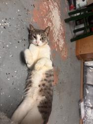 Reunited Female Cat last seen Parkview Lakeshores off of Pleasant Hill Rd Kissimmee, Fl, Kissimmee, FL 34741