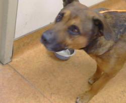 Shelter Stray Male Dog last seen W E ST/W 2ND ST, 95673, 3839 Bradshaw Rd, Sacramento, CA 95827, USA