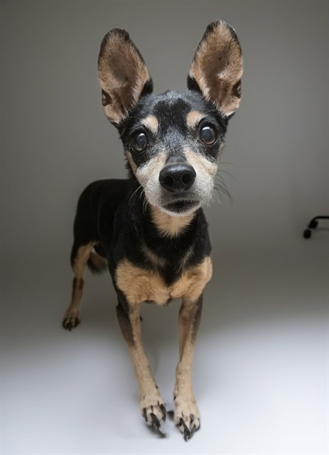 Shelter Stray Male Dog last seen , 31044 Charlie Canyon Rd, Castaic, CA 91384, USA