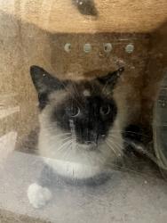 Shelter Stray Unknown Cat last seen , 1850 W 60th St, Los Angeles, CA 90047, USA