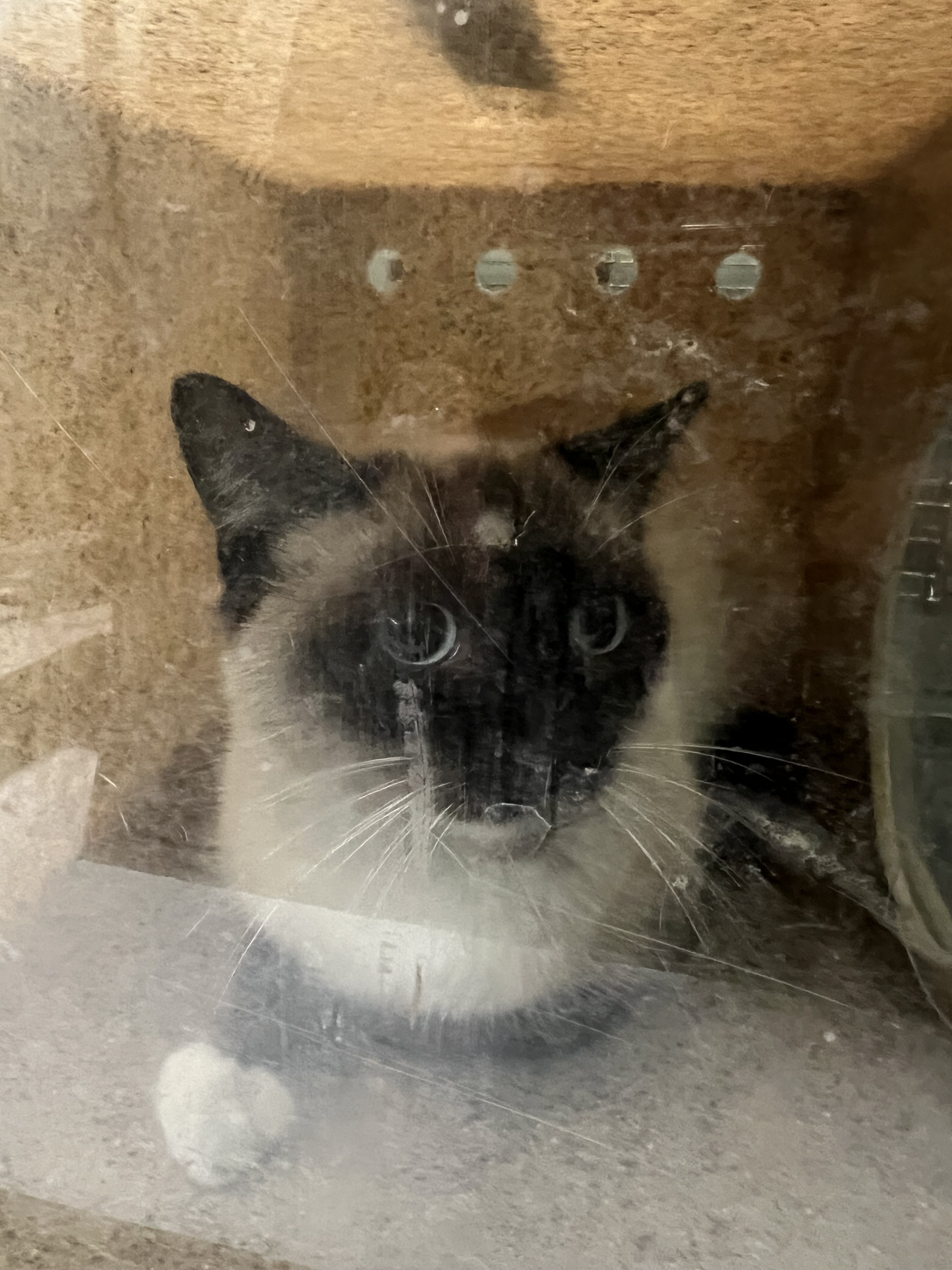 Shelter Stray Unknown Cat last seen , 1850 W 60th St, Los Angeles, CA 90047, USA
