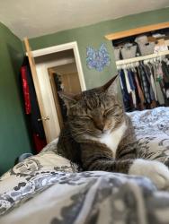 Reunited Male Cat last seen 1st and Winona Court, Denver, CO 80219