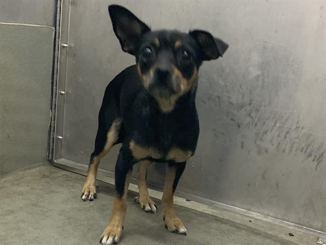 Shelter Stray Female Dog last seen HOSPITAL DR & BRUCEVILLE RD, 2127 Front St, Sacramento, CA 95818, USA
