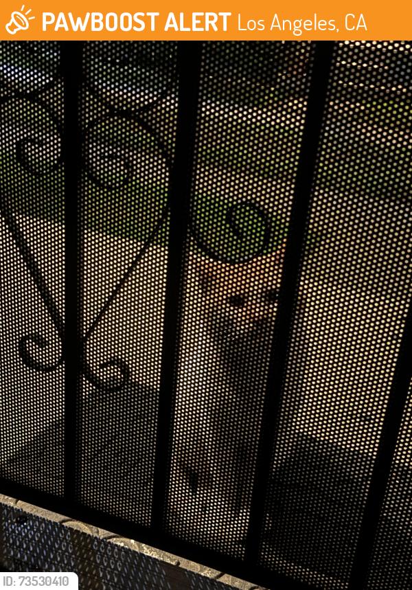 Found/Stray Male Cat last seen Near 7/11, Los Angeles, CA 90047