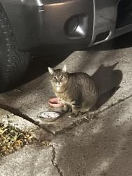 Found/Stray Unknown Cat last seen Church, Edmonton, AB T6P 1X2