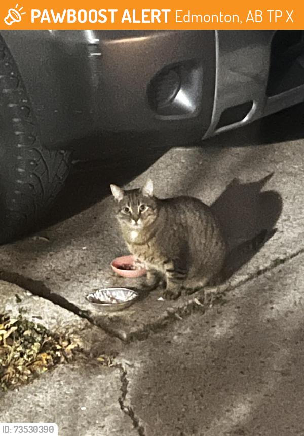 Found/Stray Unknown Cat last seen Church, Edmonton, AB T6P 1X2