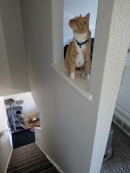 Reunited Male Cat last seen Sharidon and 80th, Westminster, CO 80030