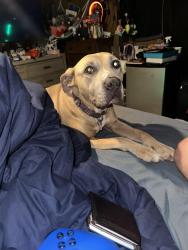 Reunited Female Dog last seen 33rd and stults, Oklahoma City, OK 73119
