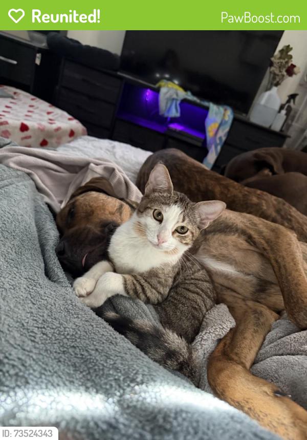 Reunited Male Cat last seen SE Preston Ln, Port St. Lucie, FL 34983, USA, Port St. Lucie, FL 34983