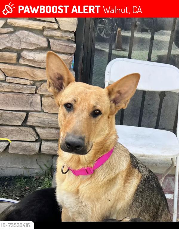 Lost Female Dog last seen Valley blvd/ lemon ave, Walnut, CA 91789