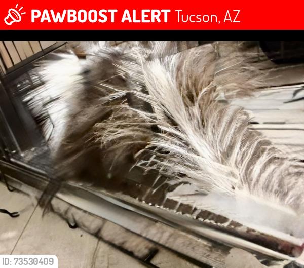 Lost Male Dog last seen Bantam Rd and Campbel, Tucson, AZ 85706