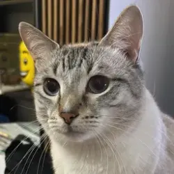 Lost Female Cat last seen Behind CAP Katy, Houston, TX 77094