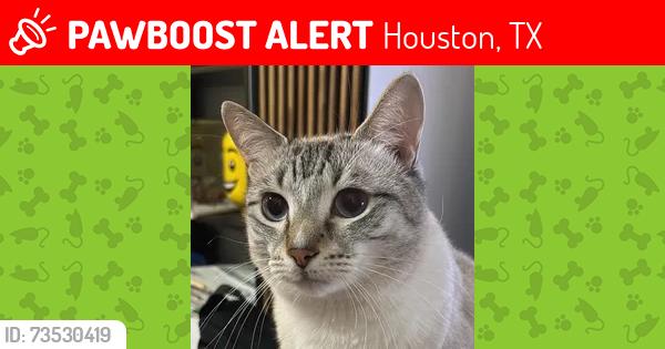 Lost Female Cat last seen Behind CAP Katy, Houston, TX 77094