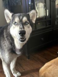 Found/Stray Male Dog last seen Hester Ave., Whittier, CA, Whittier, CA 90602