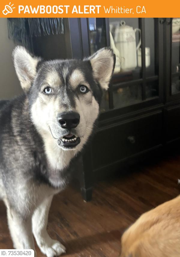 Found/Stray Male Dog last seen Hester Ave., Whittier, CA, Whittier, CA 90602