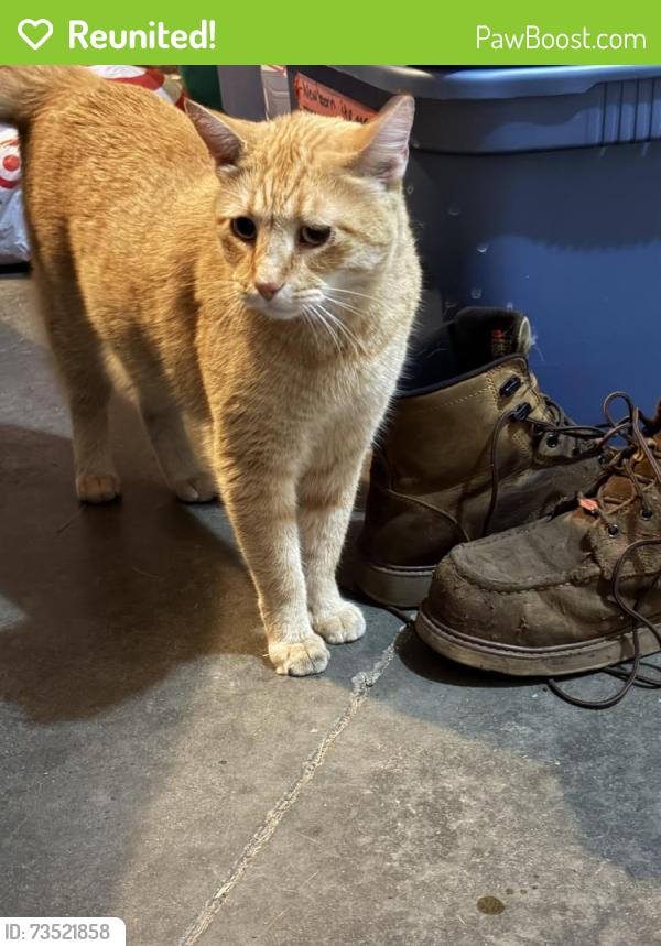 Reunited Unknown Cat last seen Laura and United, Harrisburg, SD 57032