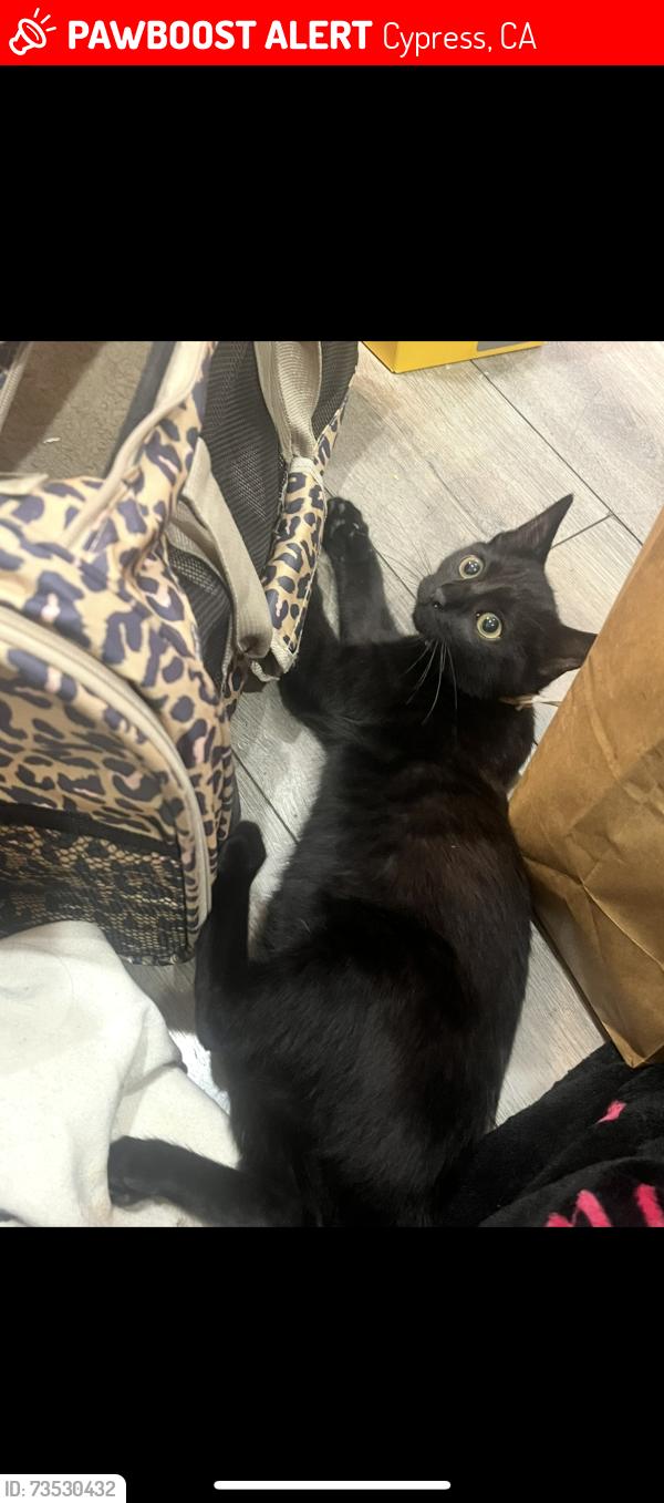Lost Female Cat last seen Near moody st cypress, Cypress, CA 90630