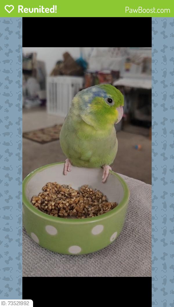 Reunited Male Bird last seen Moonstone Ct, Encinitas, Encinitas, CA 92024