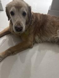 Found/Stray Female Dog last seen Near sw 10 street miami Fl 33194, Miami, FL 33194