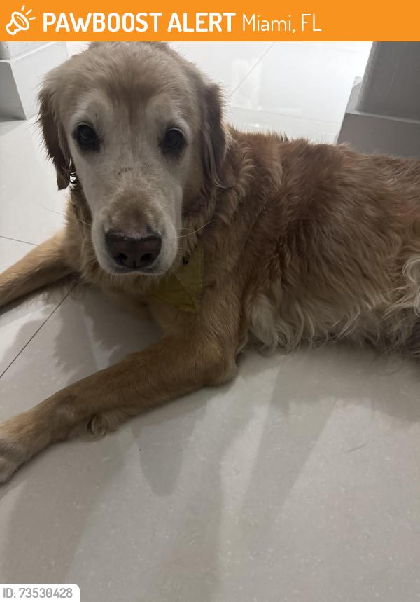 Found/Stray Female Dog last seen Near sw 10 street miami Fl 33194, Miami, FL 33194