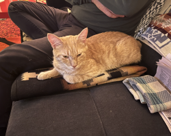 Found/Stray Male Cat last seen Yellow Breeches Park, Mechanicsburg, PA 17055