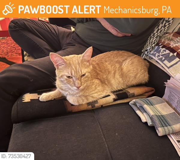 Found/Stray Male Cat last seen Yellow Breeches Park, Mechanicsburg, PA 17055