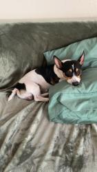 Reunited Male Dog last seen Near e Belmont ave Fresno ca, Fresno, CA 93727