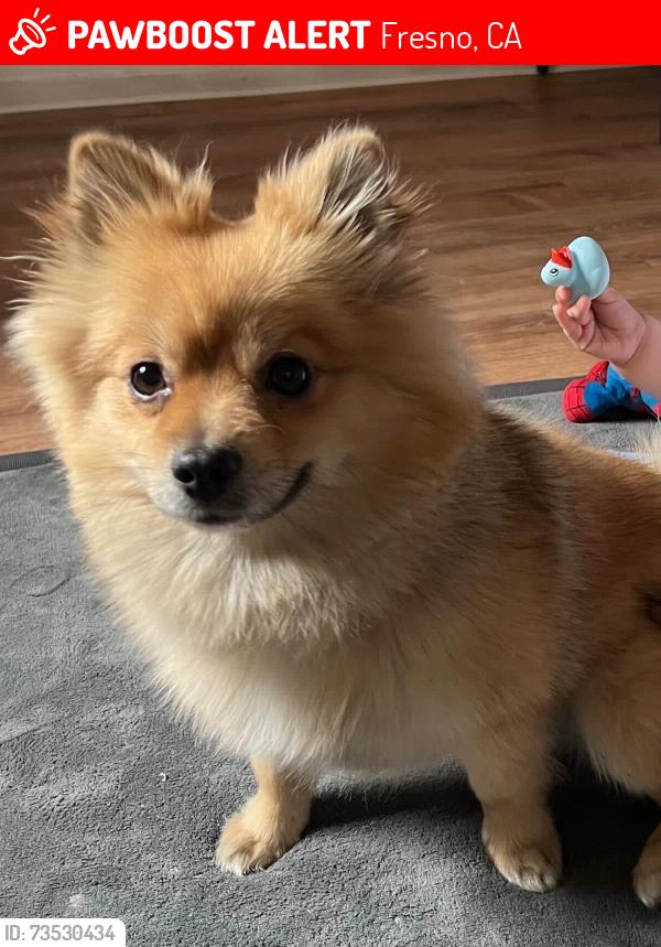 Lost Male Dog last seen S Thorne and Kearney Blvd, Fresno, CA 93706