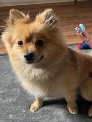 Lost Male Dog last seen S Thorne and Kearney Blvd, Fresno, CA 93706