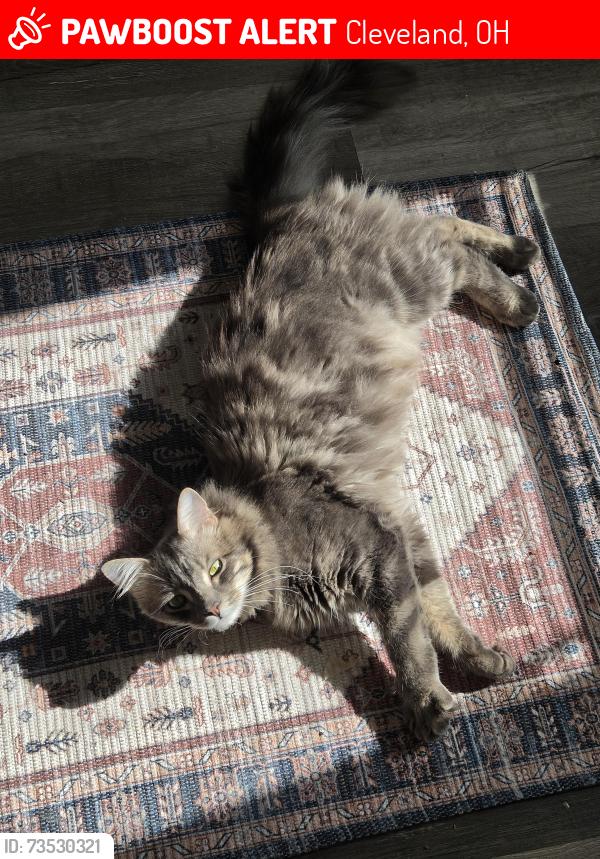 Lost Male Cat last seen Storer Ave, Clark Ave, Cleveland, OH 44102