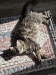 Lost Male Cat last seen Storer Ave, Clark Ave, Cleveland, OH 44102
