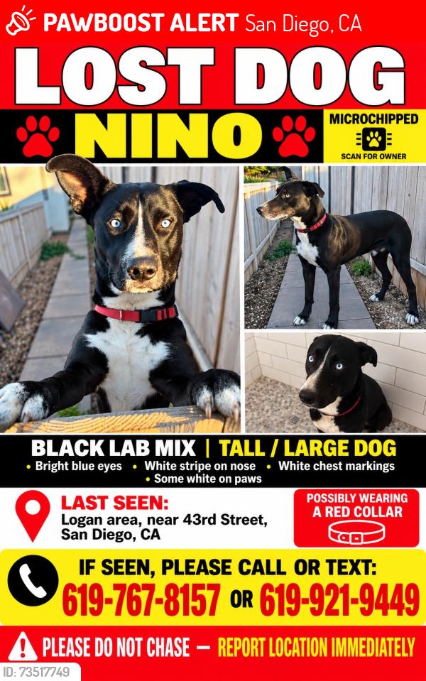 Lost Male Dog last seen dominion and 43rd, San Diego, CA 92113