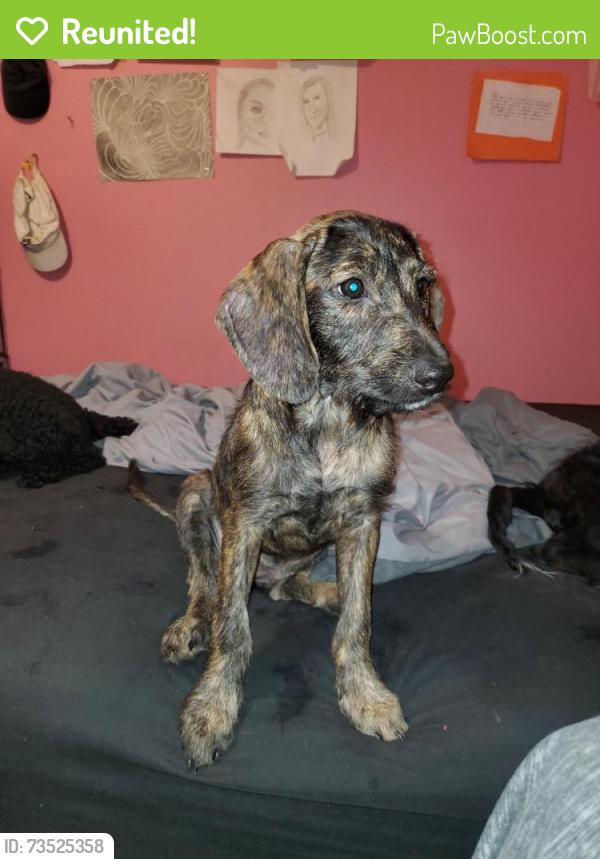 Reunited Female Dog last seen TIMBERCREEK AND CULLY, Memphis, TN 38018
