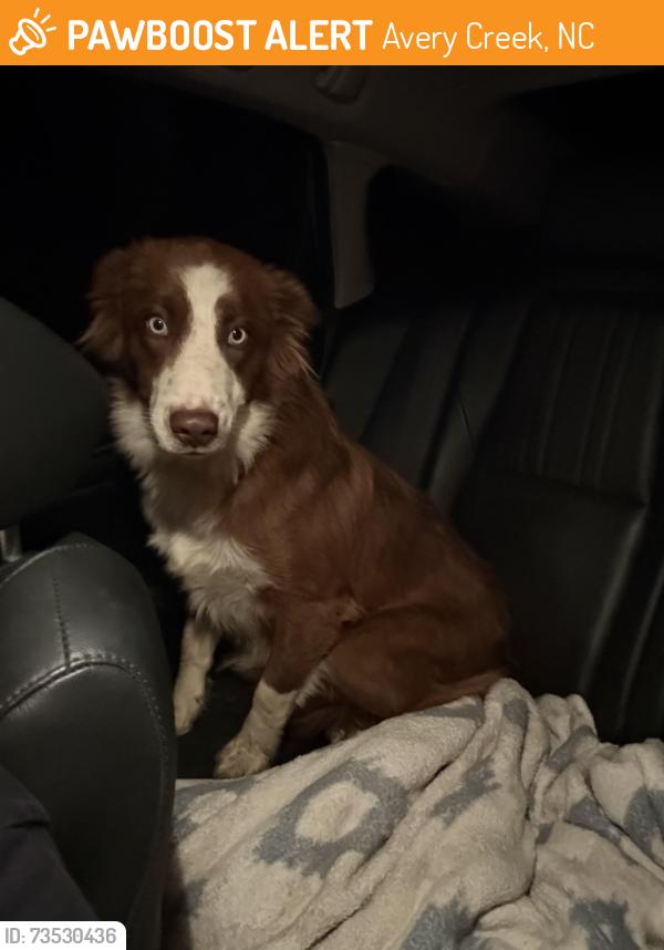 Found/Stray Male Dog last seen Asheville mulch yard, Avery Creek, NC 28704