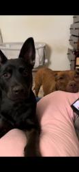 Lost Female Dog last seen Cholame rd and del gado, Victorville, CA 92392