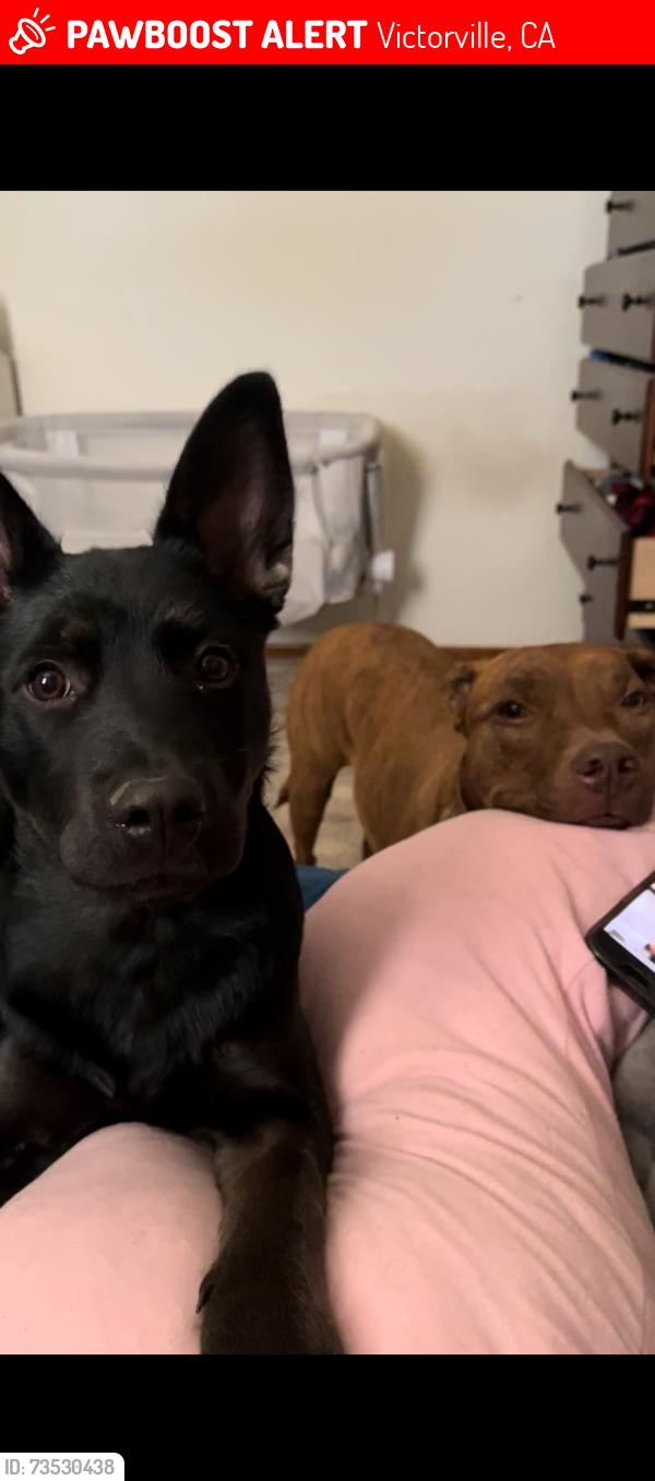 Lost Female Dog last seen Cholame rd and del gado, Victorville, CA 92392