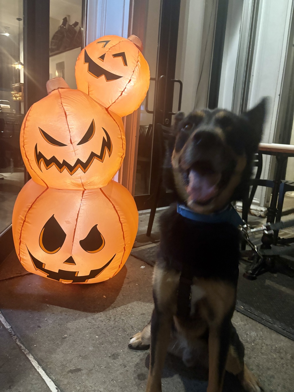 Shelter Stray Male Dog last seen Claremont Park, BRONX, NY, 10457, 326 E 110th St, New York, NY 10029, USA