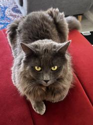 Reunited Male Cat last seen Wilma Court, Truganina, VIC 3029
