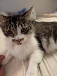 Reunited Female Cat last seen Hillcrest lane Fallbrook, CA 92028, Fallbrook, CA 92028