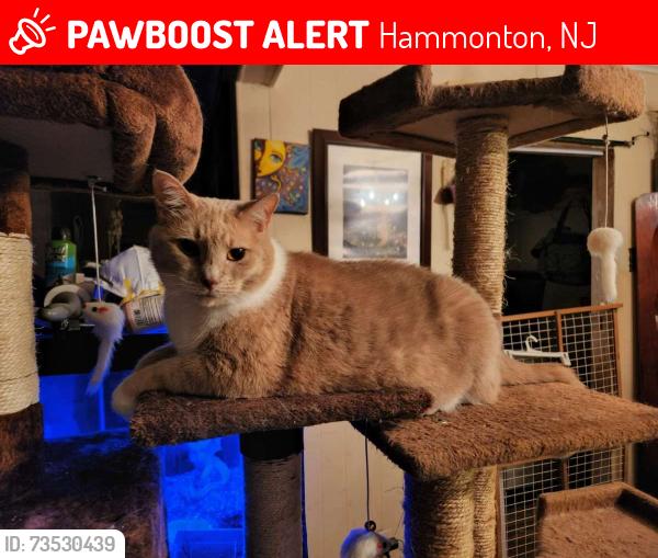 Lost Female Cat last seen Lake veiw and tomocomo, Hammonton, NJ 08037