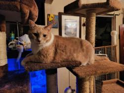 Lost Female Cat last seen Lake veiw and tomocomo, Hammonton, NJ 08037
