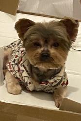 Reunited Male Dog last seen Near Titan st, Philadelphia, PA 19146