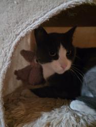 Reunited Male Cat last seen In the backyard of Taylor Blvd, Millbrae, CA 94030
