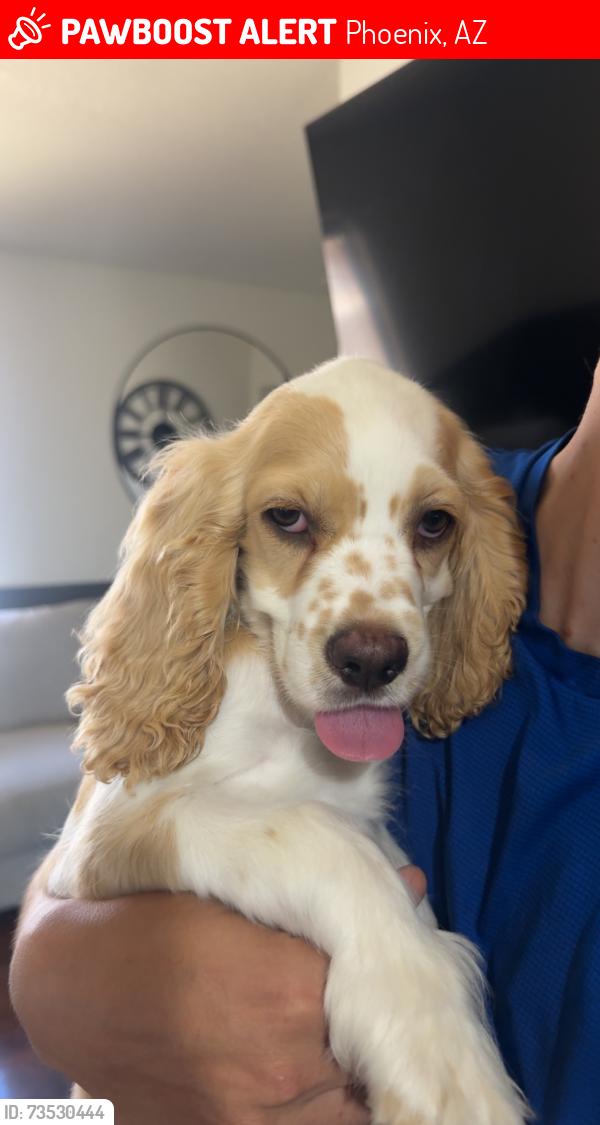 Lost Male Dog last seen 87th and camelback, Phoenix, AZ 85037
