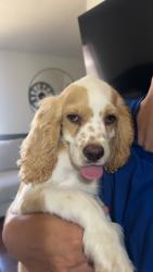 Lost Male Dog last seen 87th and camelback, Phoenix, AZ 85037