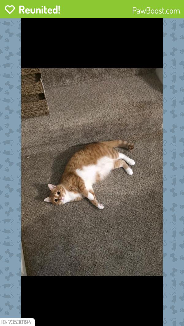 Reunited Female Cat last seen Cason Trail and Odessa, Murfreesboro, TN 37128