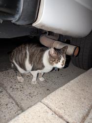 Found/Stray Unknown Cat last seen Camden Avenue and Merriton ct, San Jose, CA 95124
