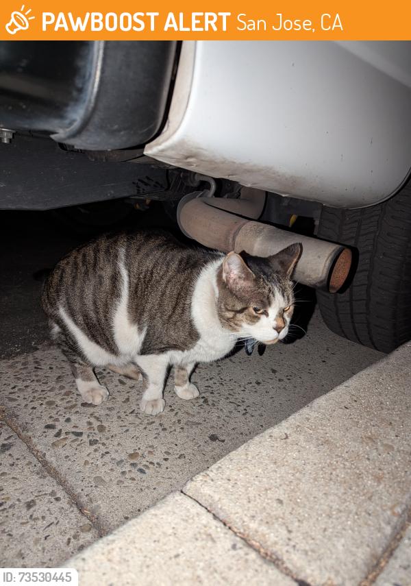 Found/Stray Unknown Cat last seen Camden Avenue and Merriton ct, San Jose, CA 95124