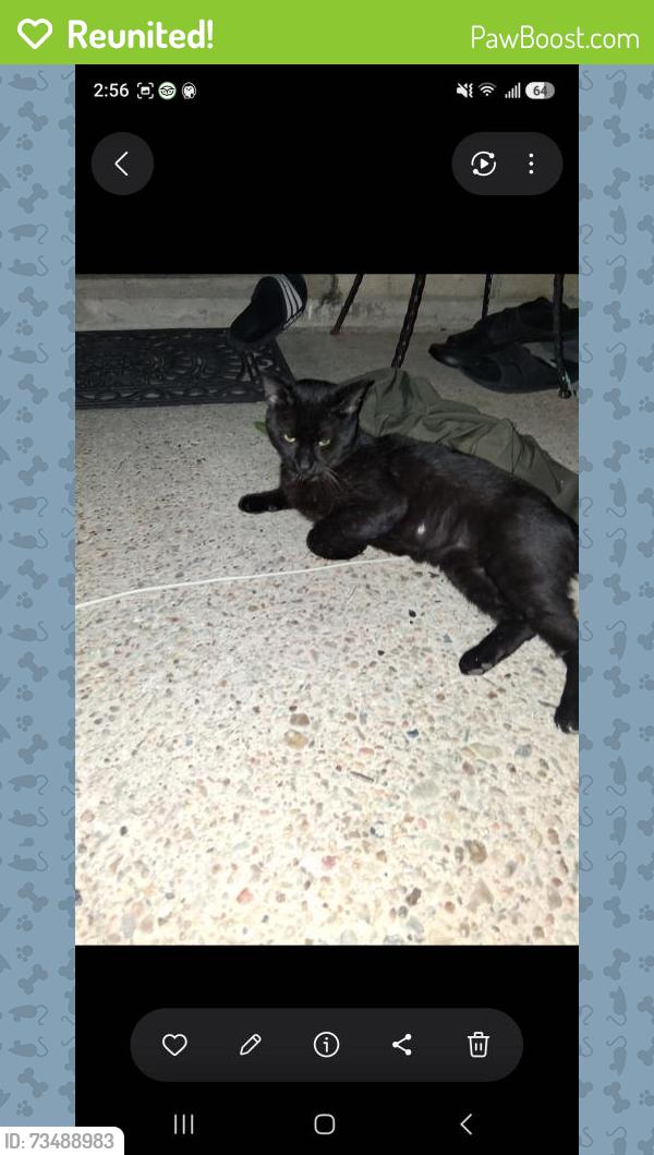 Reunited Male Cat last seen Near Airline Hwy, Baton Rouge, LA 70815, USA, Baton Rouge, LA 70815