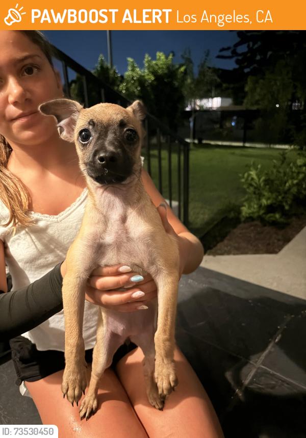 Found/Stray Female Dog last seen 48th street and Gramercy, Los Angeles, CA 90018